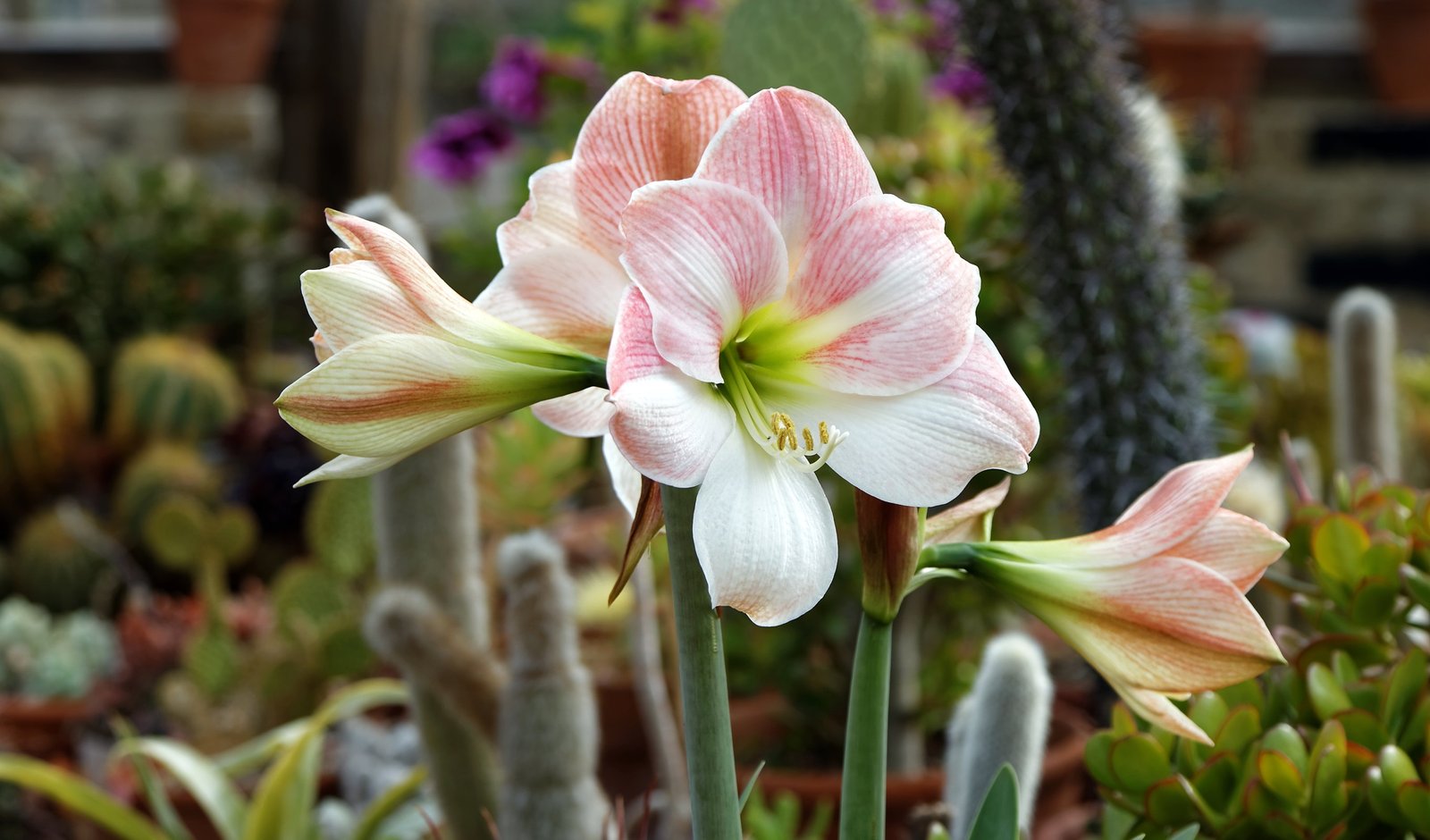 Amaryllis Apple Blossom Complete Care & Unique Display Ideas Guide