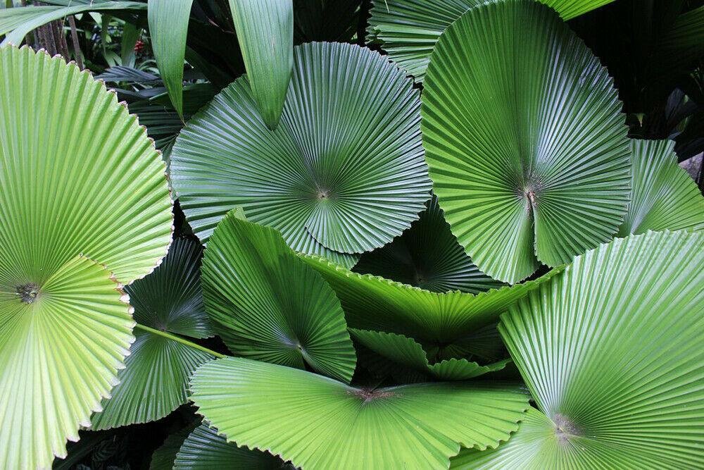 Licuala cordata Unveiling the Beauty of Fan-Palmed Tropical Gardens