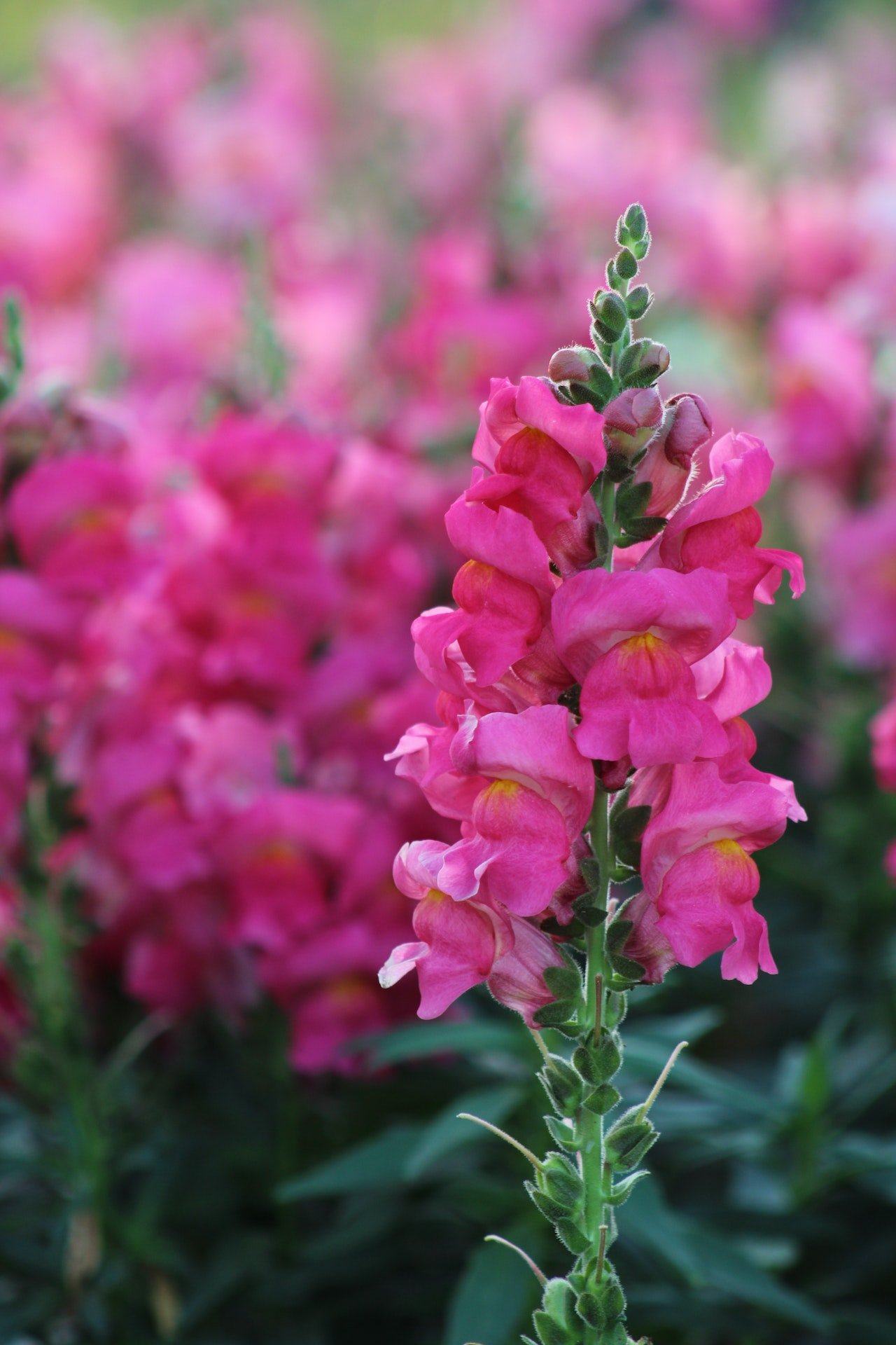 Pink Snapdragon Flower The Ultimate Guide to Growing and Caring in Urban Gardens