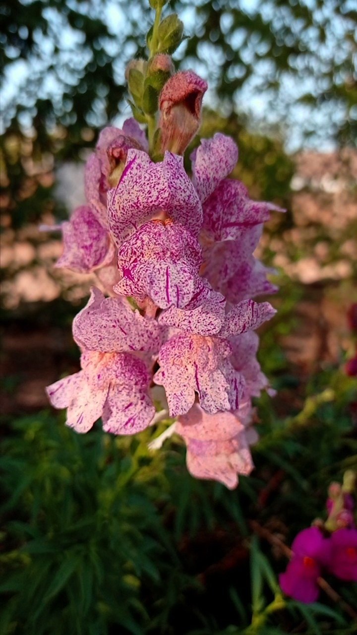 Pink Snapdragon Flowers The Gardener's Guide to Cultivating Beauty