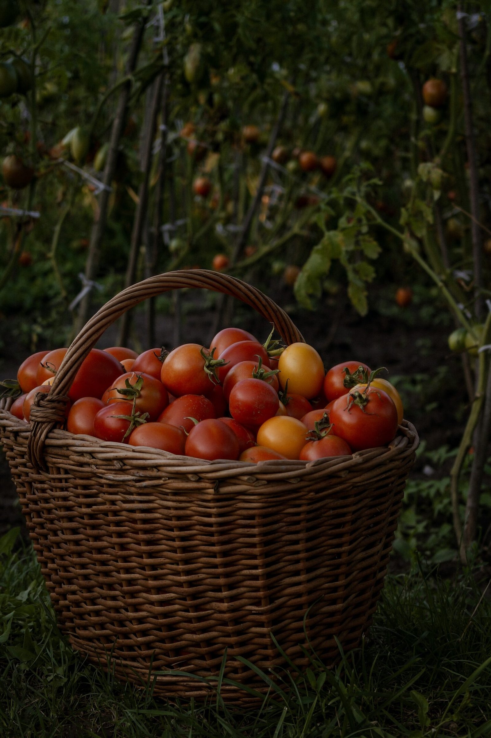 The Essential Harvest Basket A Game-Changer for Gardeners