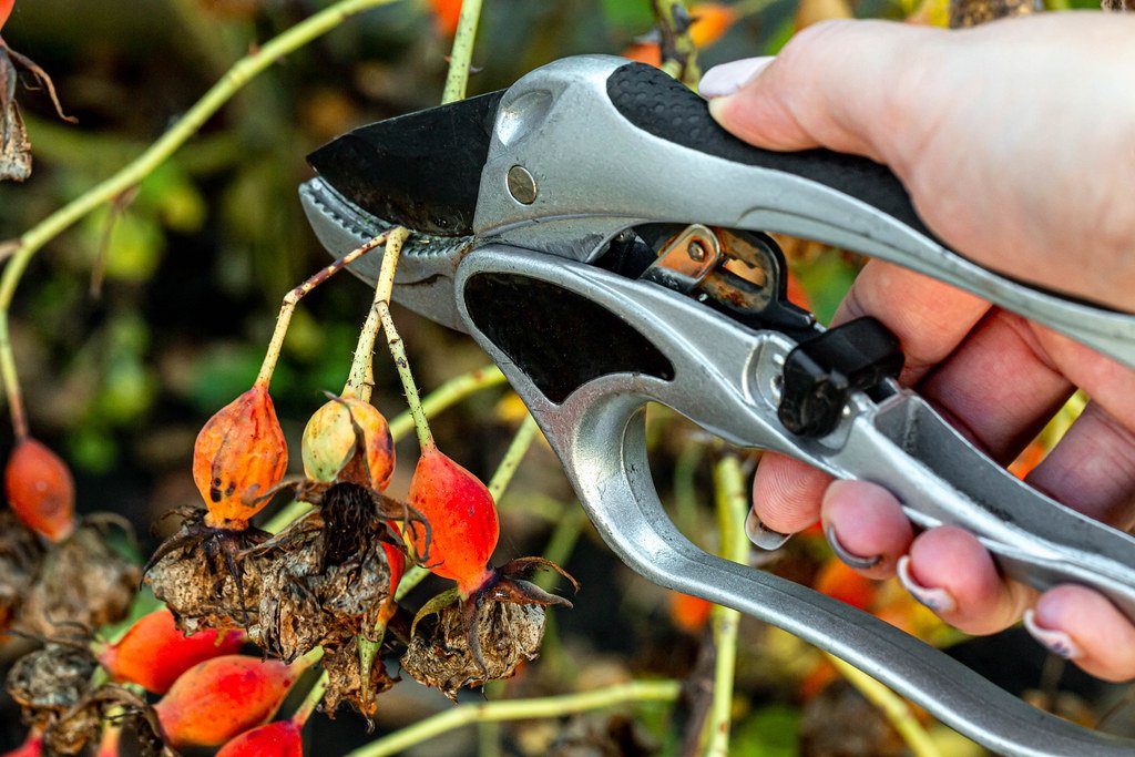 Unlock Your Garden's Full Potential with M12 Pruning Shears Your Comprehensive Guide